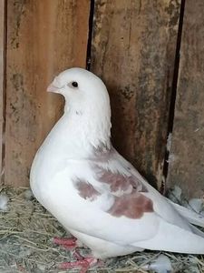  - Porumbei august 2022