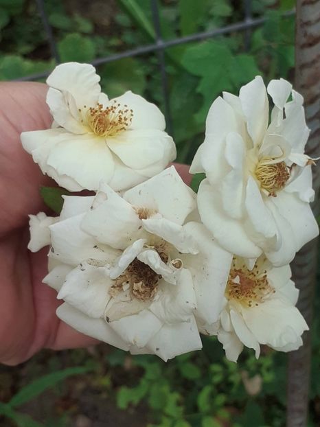 Perfume Dreams,  climber - AUGUST 2022