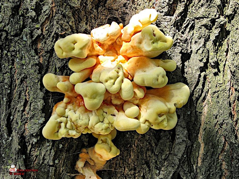 FUNGUS - CIUPERCI - MUSHROOMS