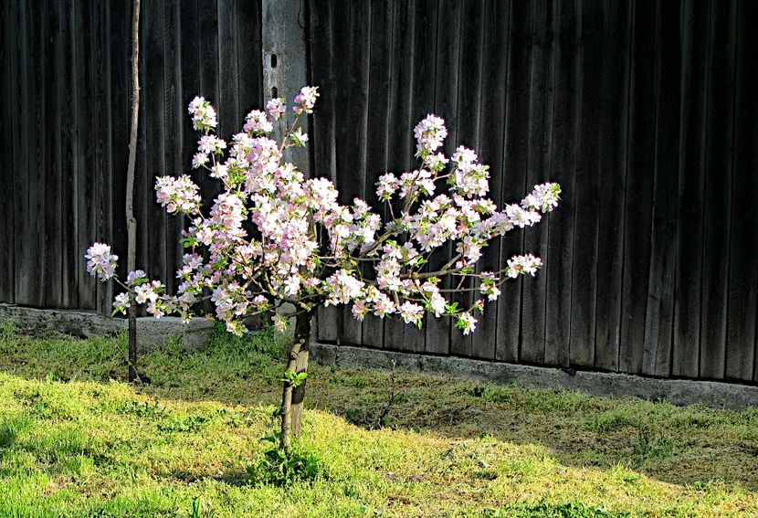 Apple tree in spring time - PEISAJE-PARCURI-PARKS-LANDSCAPES