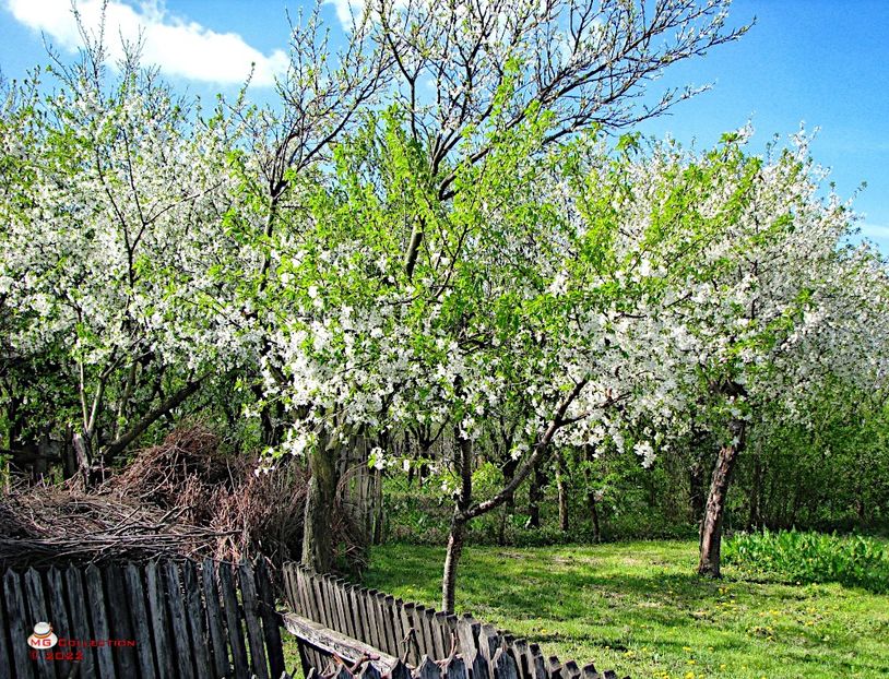 Blosom time - PEISAJE-PARCURI-PARKS-LANDSCAPES