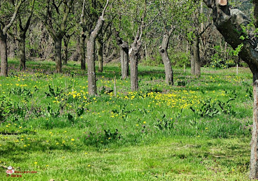 Spring time - PEISAJE-PARCURI-PARKS-LANDSCAPES