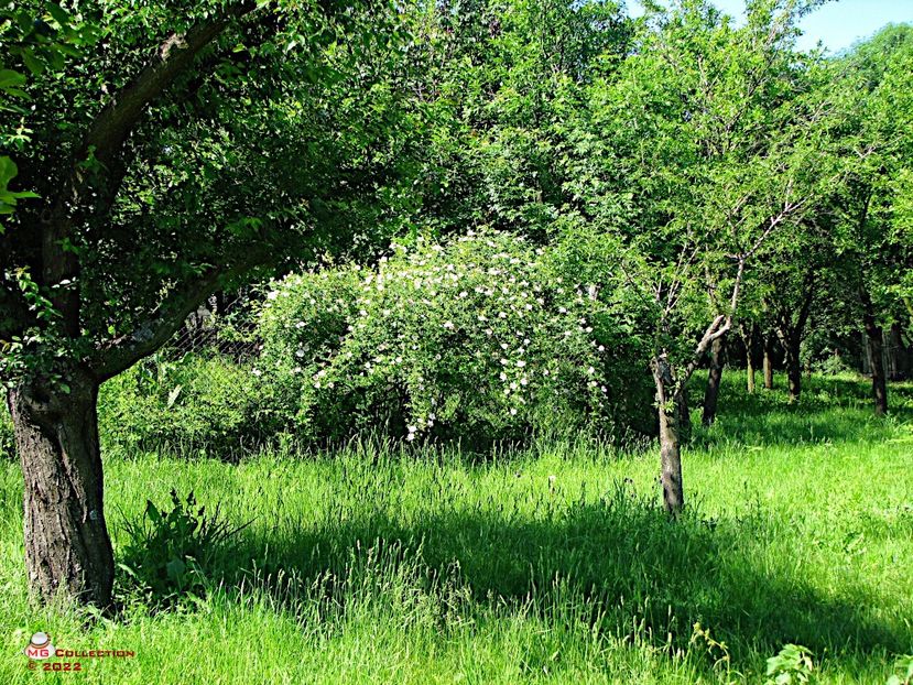 Wild rose - PEISAJE-PARCURI-PARKS-LANDSCAPES