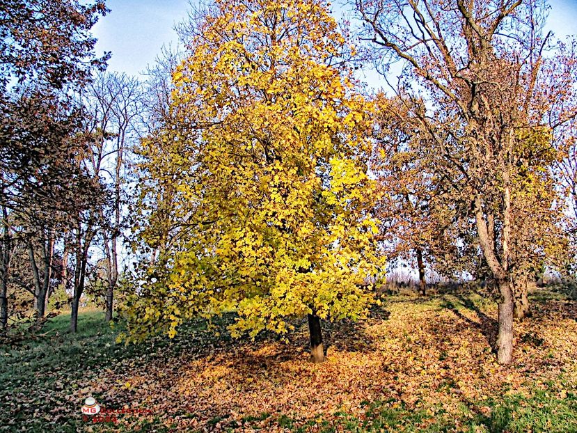 Autumn time 1 - PARCUL ROMANESCU