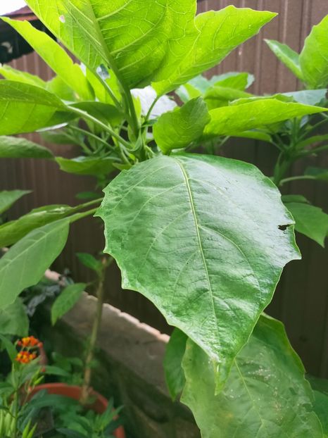 IMG20220822084308 - August 2022