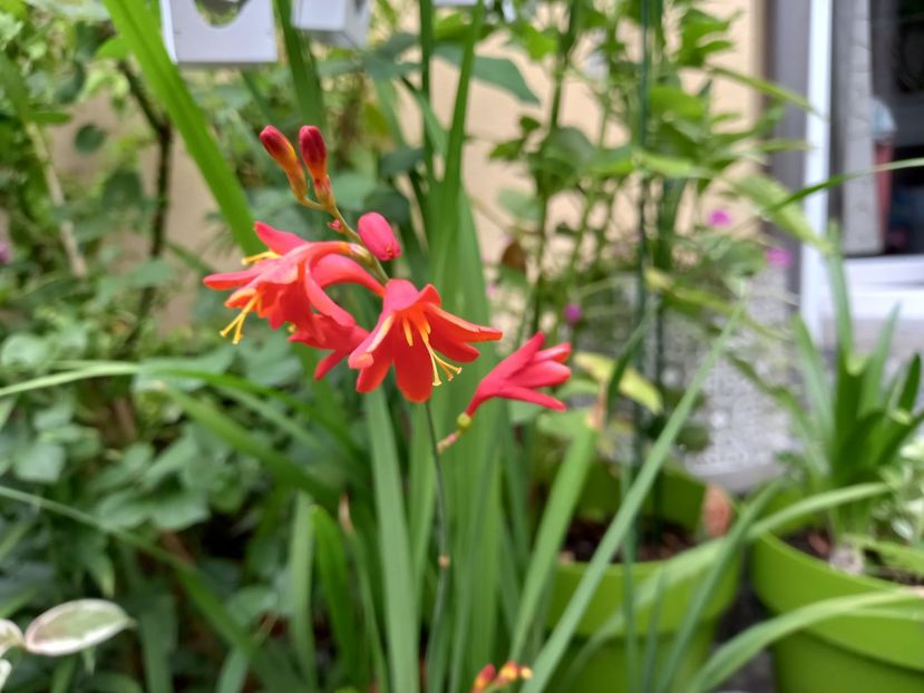  - Grădina 2022 continuare 3