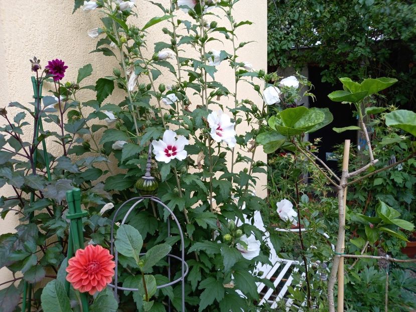  - Grădina 2022 continuare 3