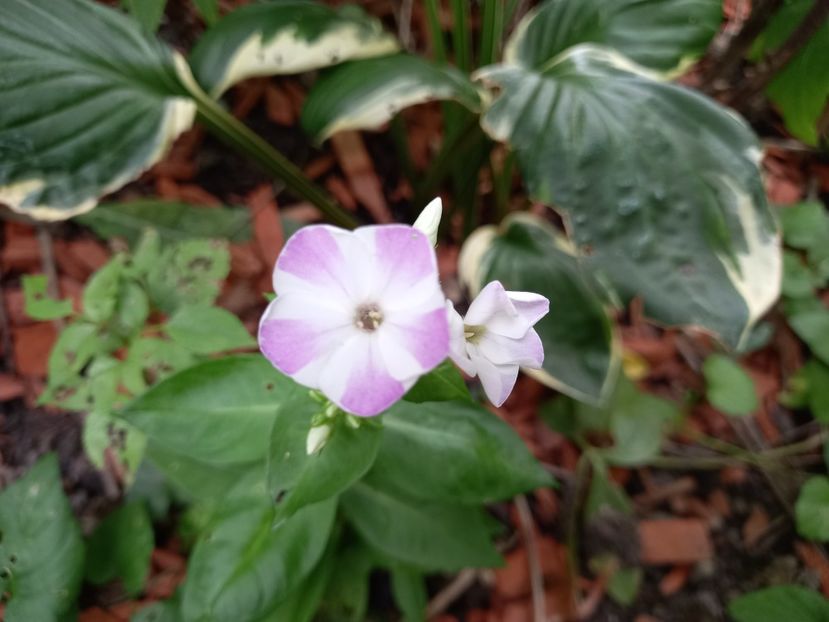  - Grădina 2022 continuare 3