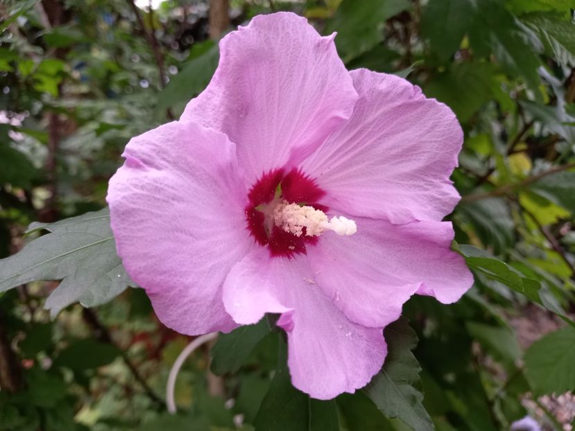  - Grădina 2022 continuare 3