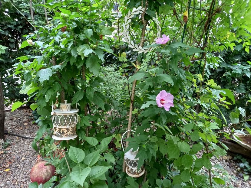  - Grădina 2022 continuare 3