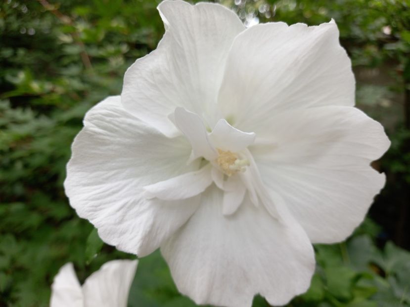  - Grădina 2022 continuare 3