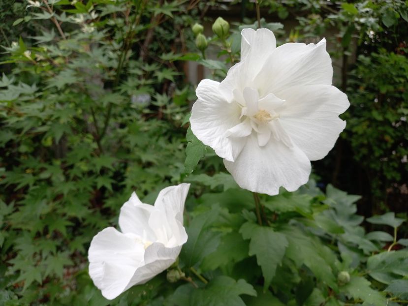  - Grădina 2022 continuare 3