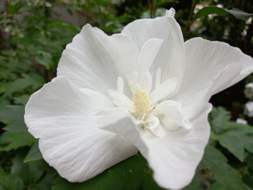  - Grădina 2022 continuare 3