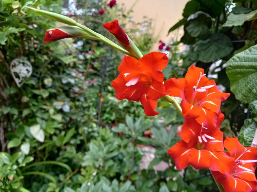 Gladiole Colvillii Nanus "Claudia" - Grădina 2022 continuare 3