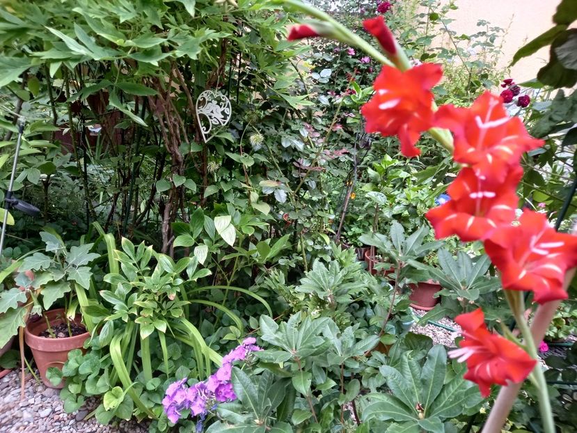  - Grădina 2022 continuare 3