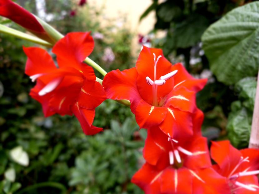  - Grădina 2022 continuare 3