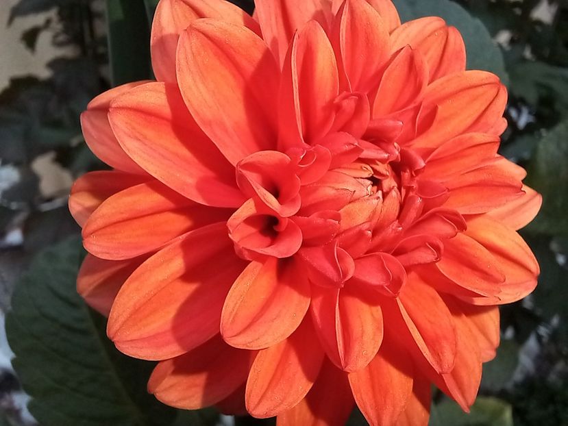 Orange Pigmy - Grădina 2022 continuare 3