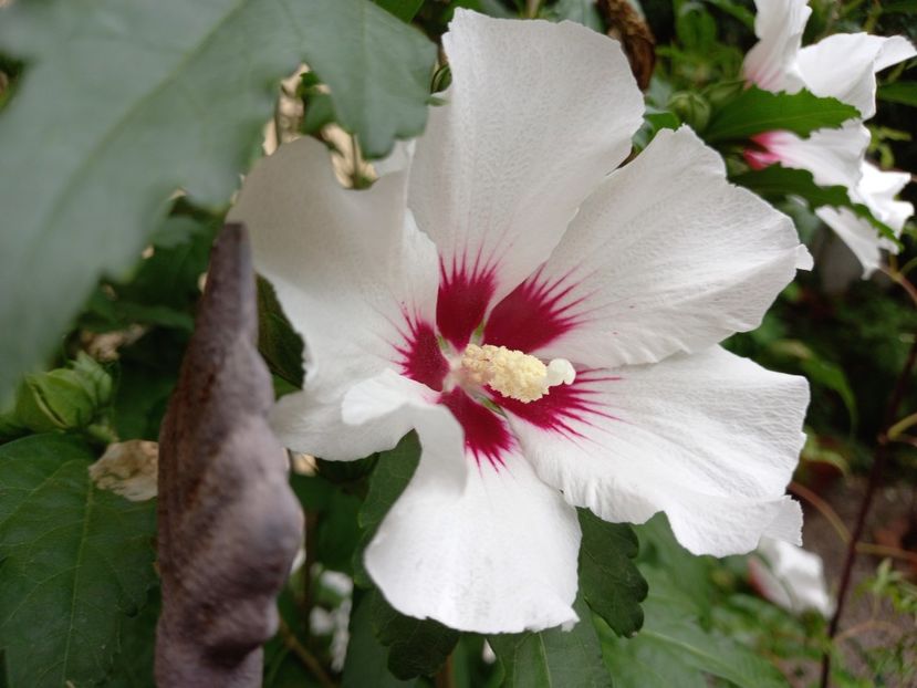 Red Heart - Grădina 2022 continuare 3