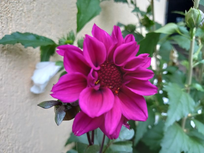 Excentrique - Grădina 2022 continuare 3