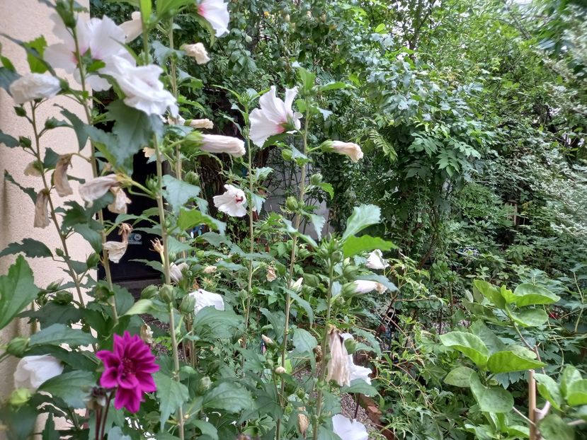  - Grădina 2022 continuare 3