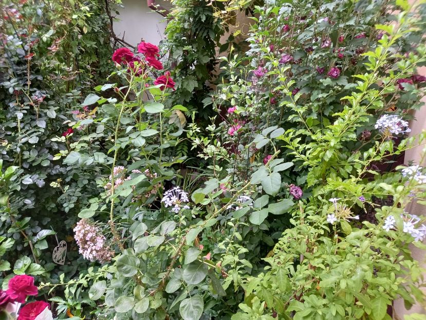  - Grădina 2022 continuare 3