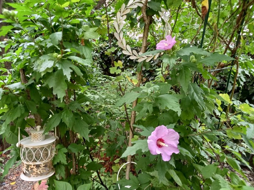  - Grădina 2022 continuare 3