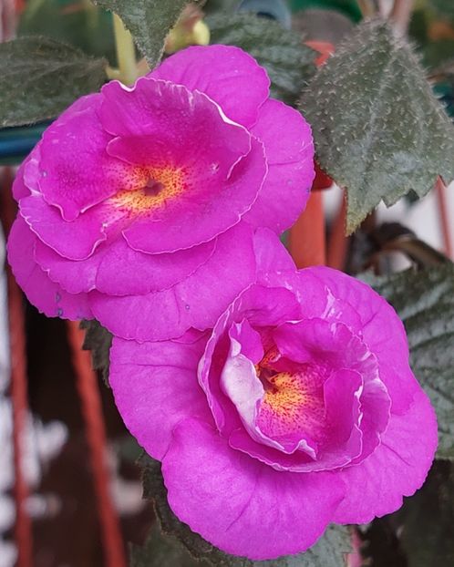  - PURPLE MYSTERY