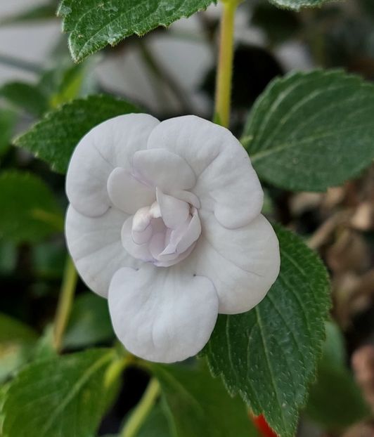  - Double Picotte Rose