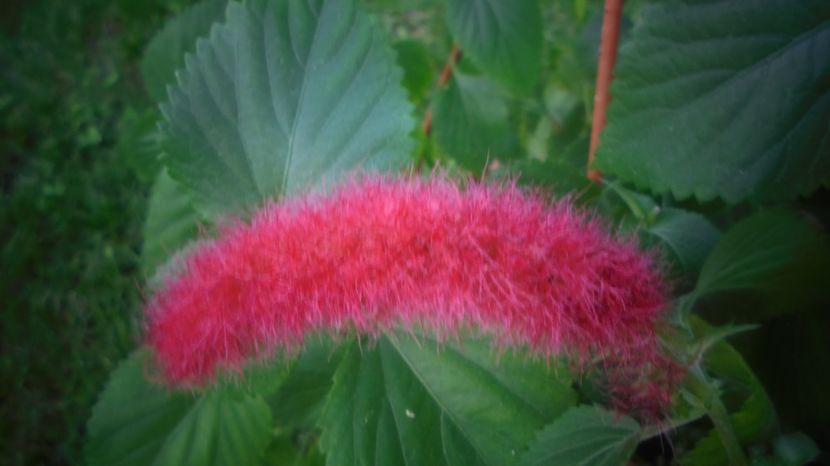 Acalypha reptans,mult intarziata... - 2022