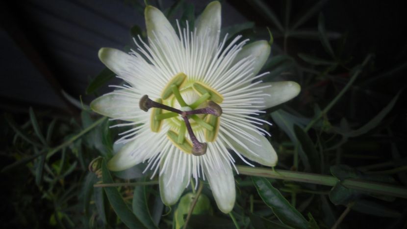 "Constance Elliot" - 2022