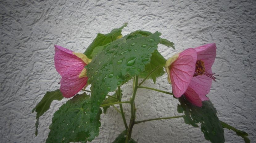 Multumiri,te-mbratisez! - 2022