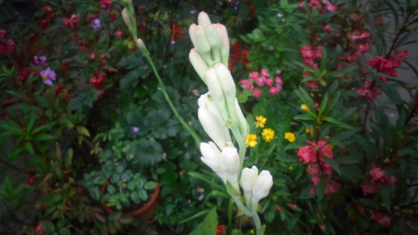 Se simte parfumul...calde multumiri! - 2022