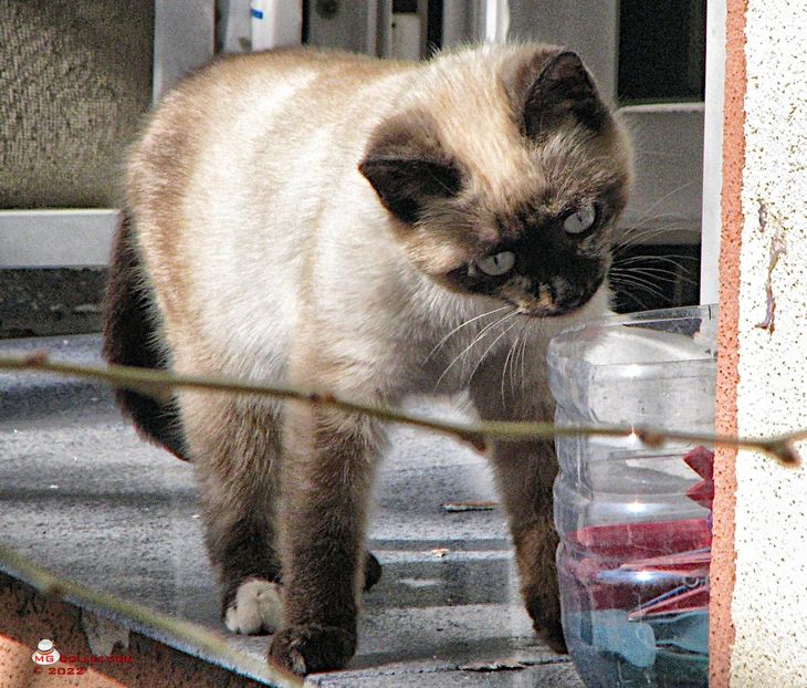 Kitty - --- PISICI si CAINI - CATS AND DOGS