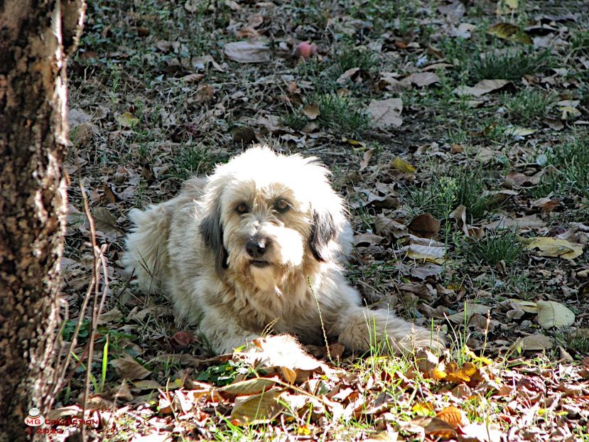 LAICA - --- PISICI si CAINI - CATS AND DOGS