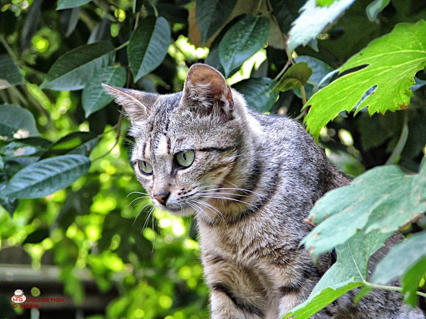 Cat 8a - ANIMALE-PISICI si CAINI - CATS AND DOGS