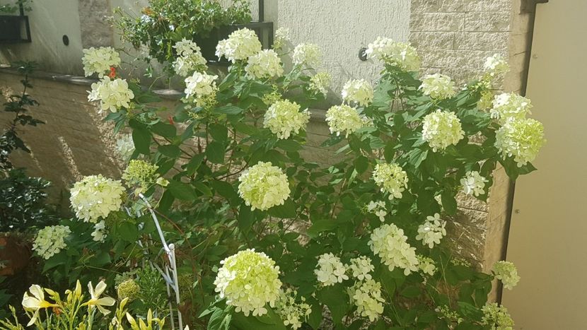 Hortensia paniculata - August 2022