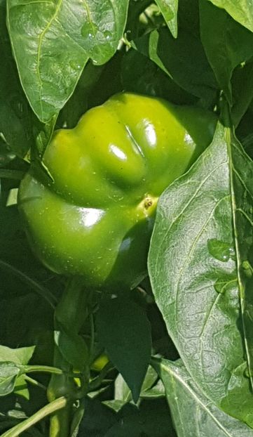  - 08 Gradinuta de legume 2022