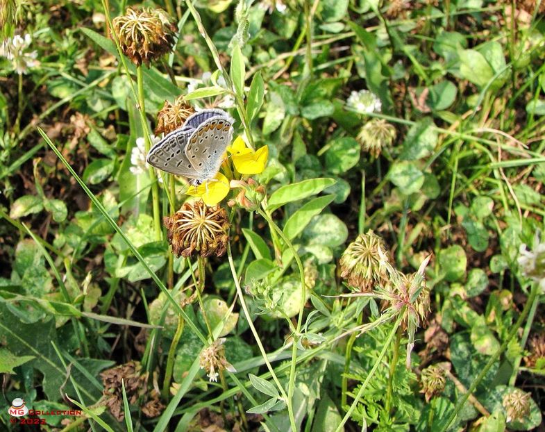 BUTTERFLY 12 - FLUTURI - BUTTERFLYS