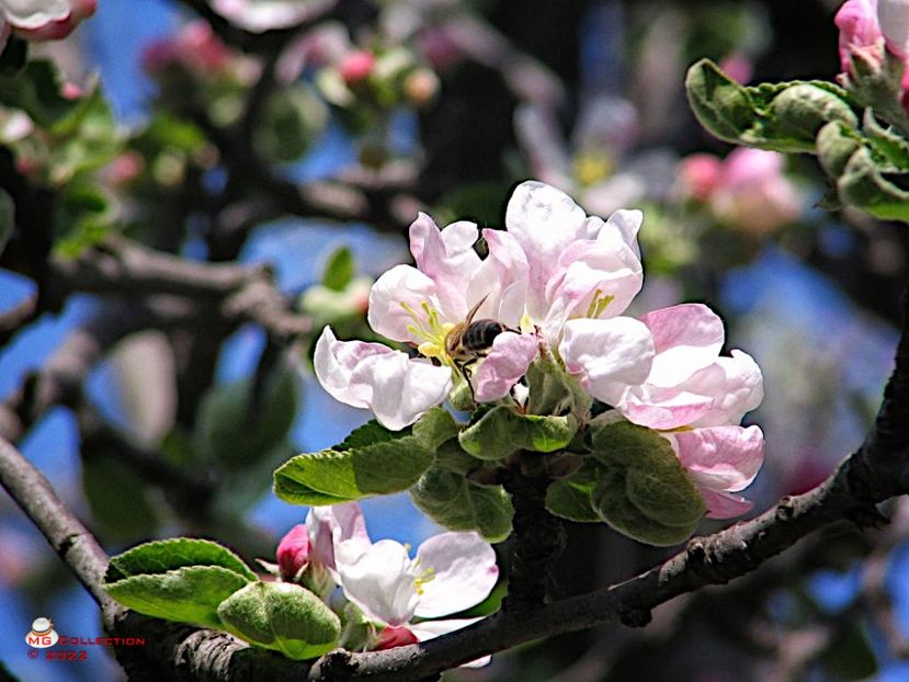 Bee 1 - INSECTE - BUGS