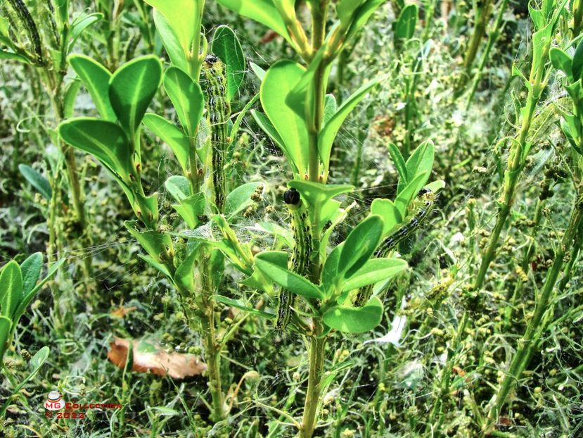 BUG 4 - INSECTE - BUGS