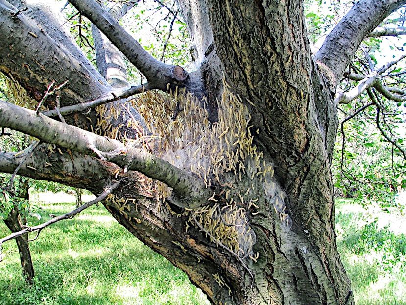 BUG 7 - INSECTE - BUGS