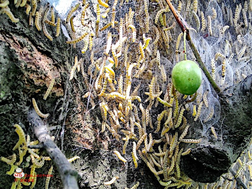 BUG 8 - INSECTE - BUGS