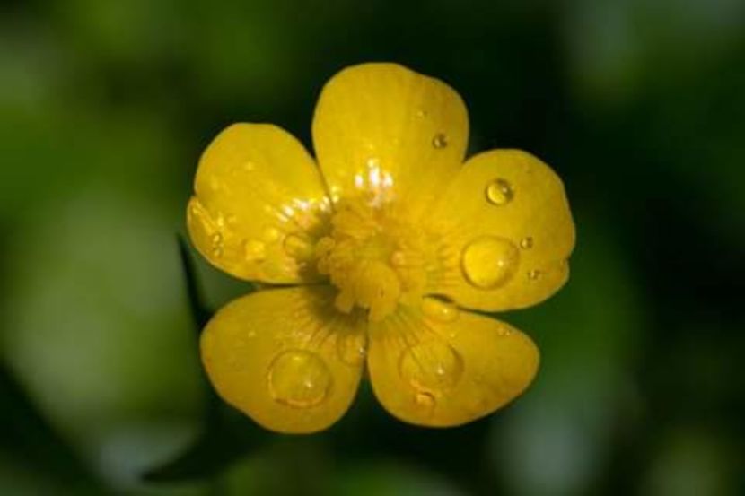  - natura