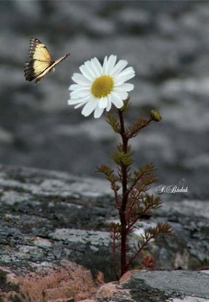  - natura