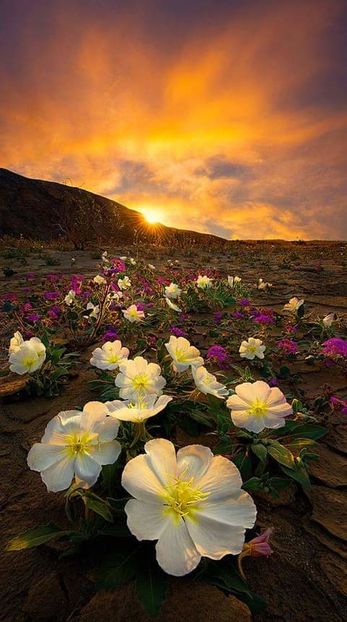 - Romania