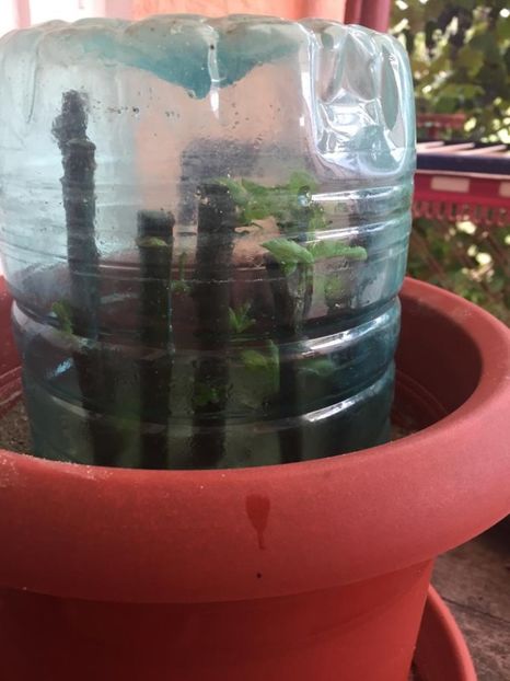 20.08.2022 (8) - Butasire mar