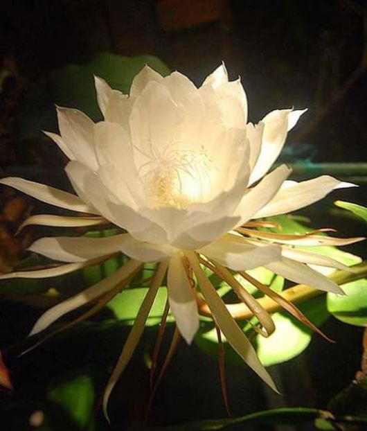  - natura