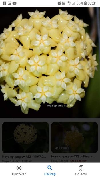 Poza net - Sp PNG sv 439