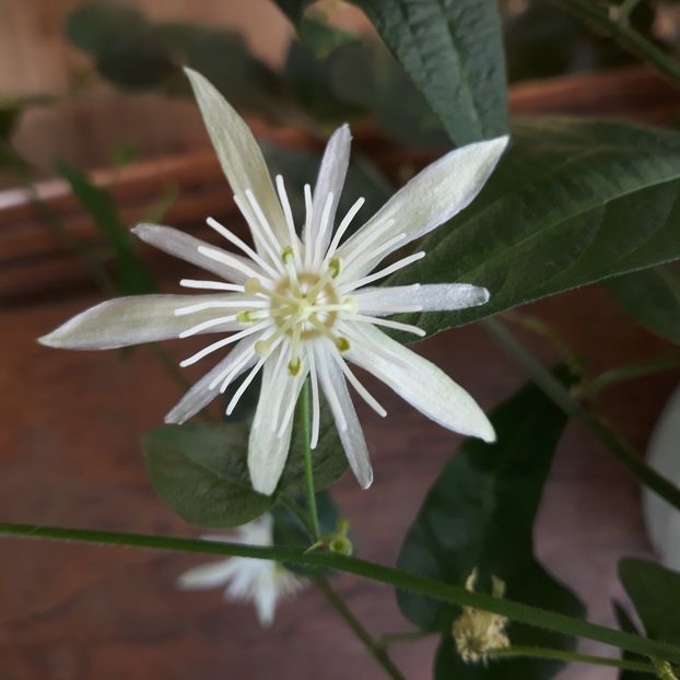 - PASSIFLORA