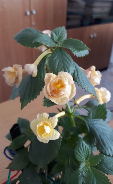 2022 - 0001 2022 - RF s Tropicana